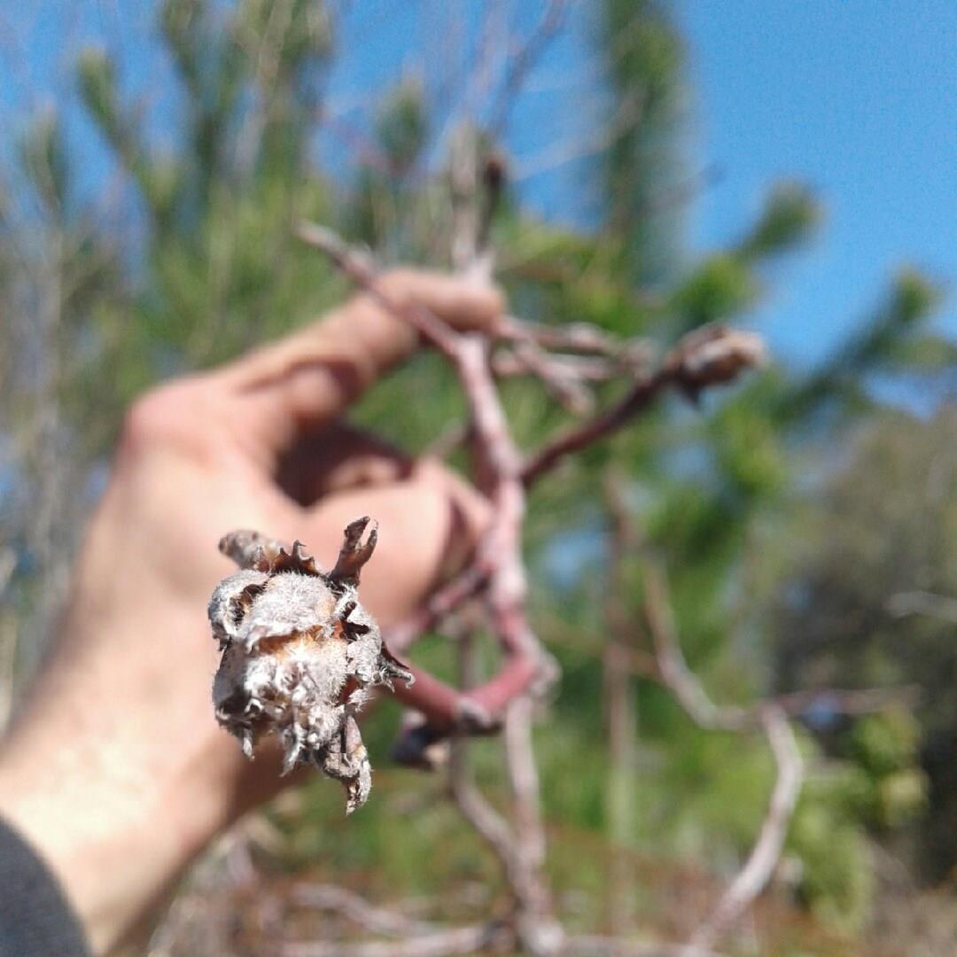 Prunus Americana in the GardenTags plant encyclopedia Wild Plum in the GardenTags plant encyclopedia