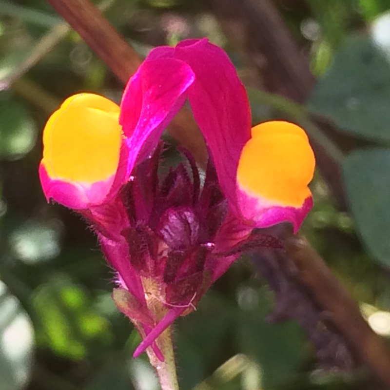 Linaria reticulata Spanish Dancer in the GardenTags plant encyclopedia Toadflax Spanish Dancer in the GardenTags plant encyclopedia