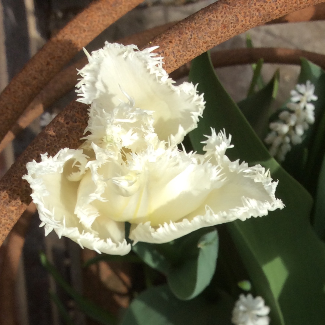Tulipa Snow Queen in the GardenTags plant encyclopedia Tulip Snow Queen (Double Early) in the GardenTags plant encyclopedia
