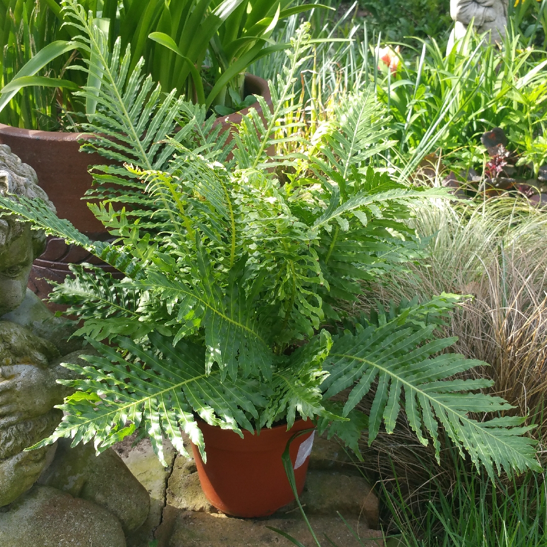 Blechnum Gibbum Silver Lady in the GardenTags plant encyclopedia Silver Lady Fern in the GardenTags plant encyclopedia