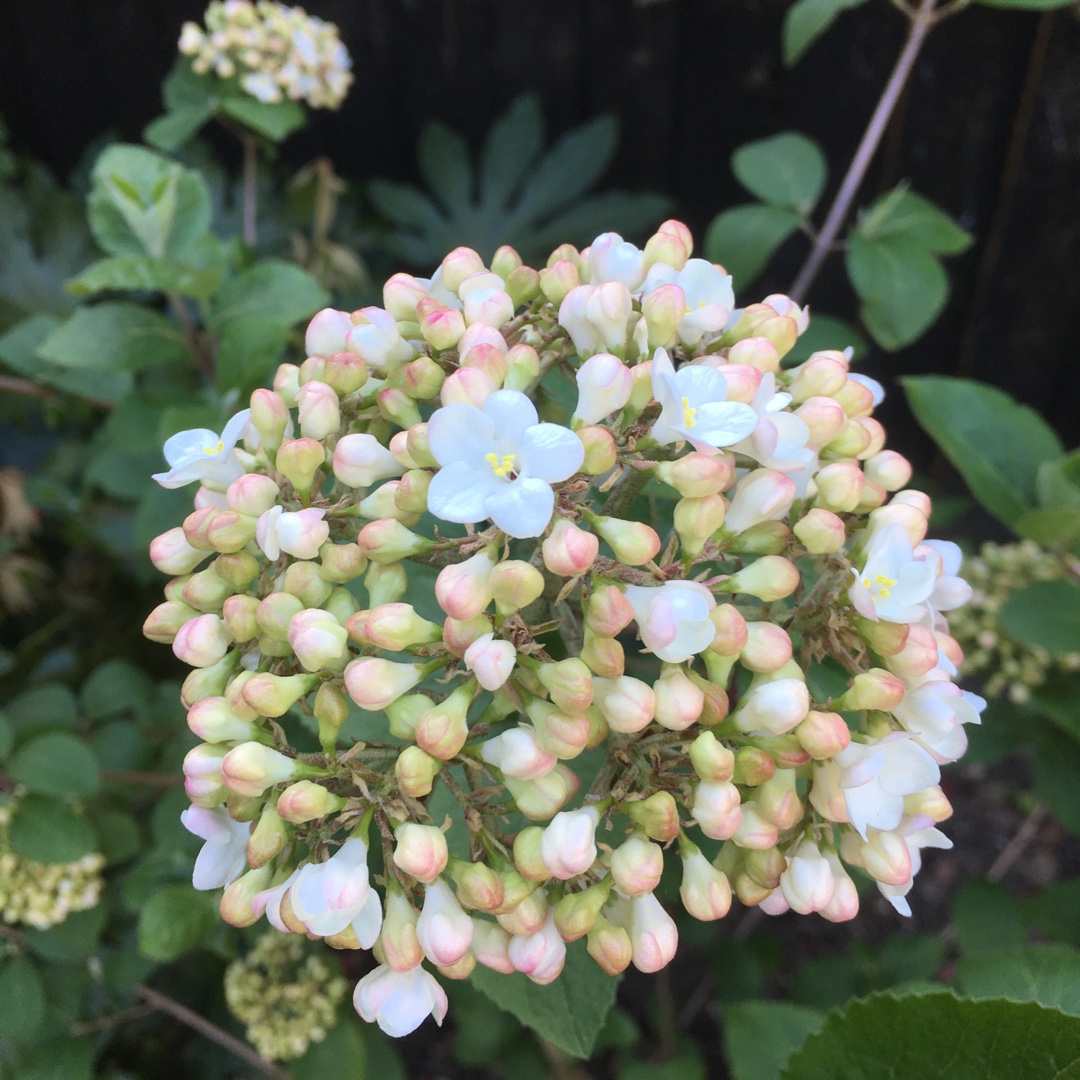 Viburnum x carcephalum in the GardenTags plant encyclopedia Fragrant Snowball in the GardenTags plant encyclopedia
