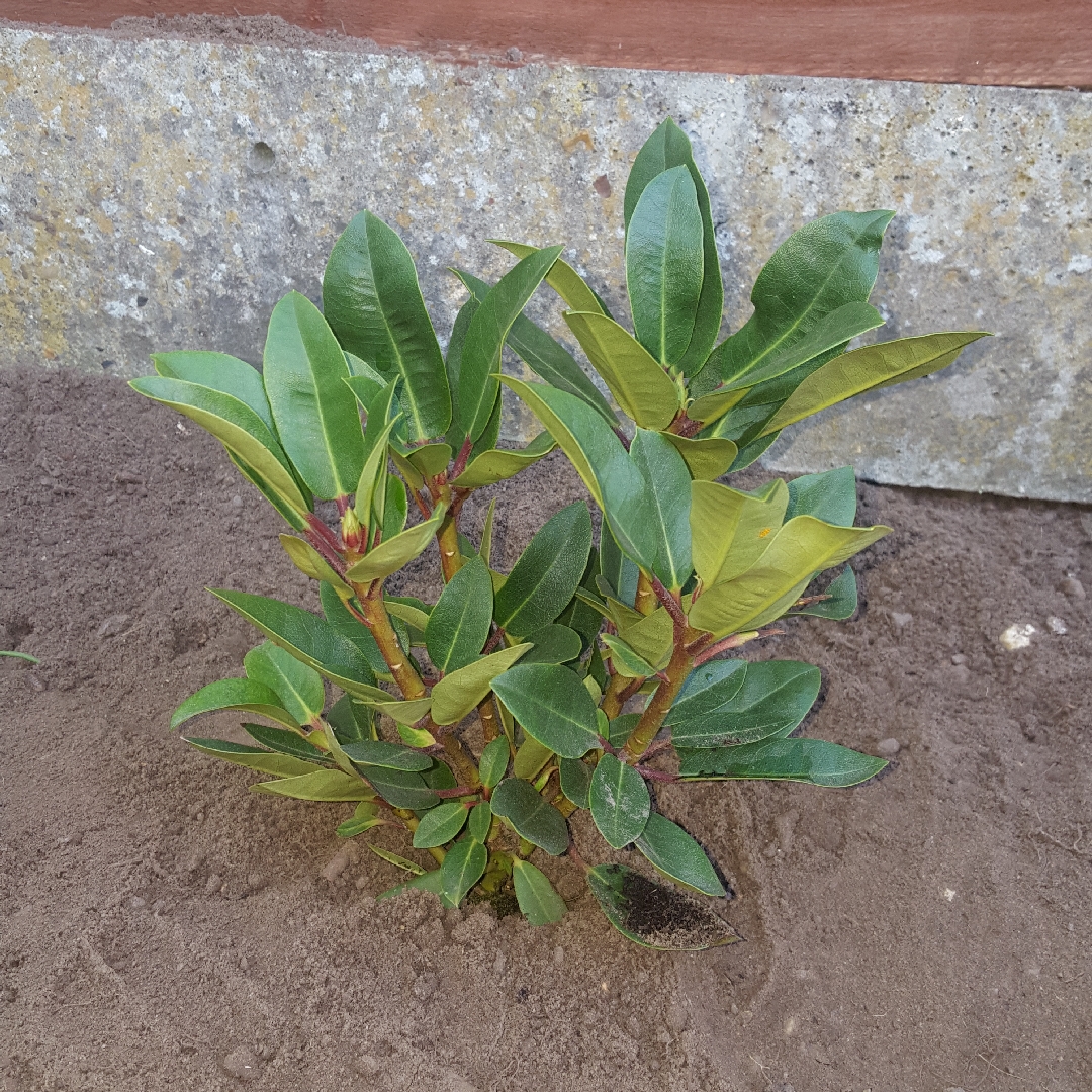 Rhododendron Hachmanns Kokardia in the GardenTags plant encyclopedia Rhododendron Hachmanns Kokardia in the GardenTags plant encyclopedia