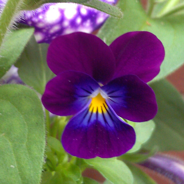 Viola Midnight Runner in the GardenTags plant encyclopedia Viola Midnight Runner in the GardenTags plant encyclopedia