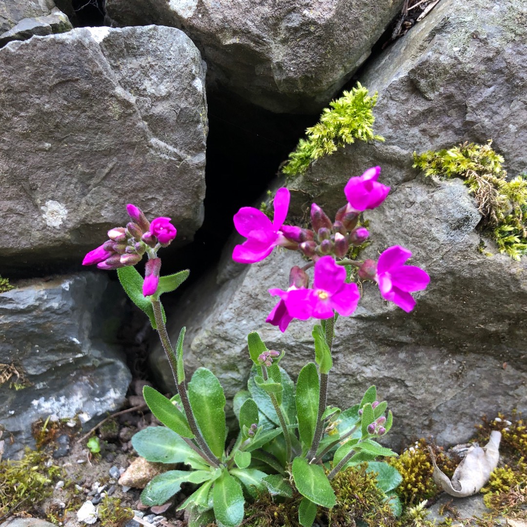 Arabis Blepharophylla Spring Charm in the GardenTags plant encyclopedia Rock Cress Spring Charm in the GardenTags plant encyclopedia