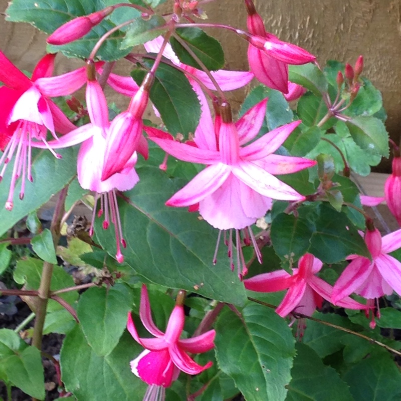 Fuchsia Shrimp Cocktail in the GardenTags plant encyclopedia Fuchsia Shrimp Cocktail in the GardenTags plant encyclopedia