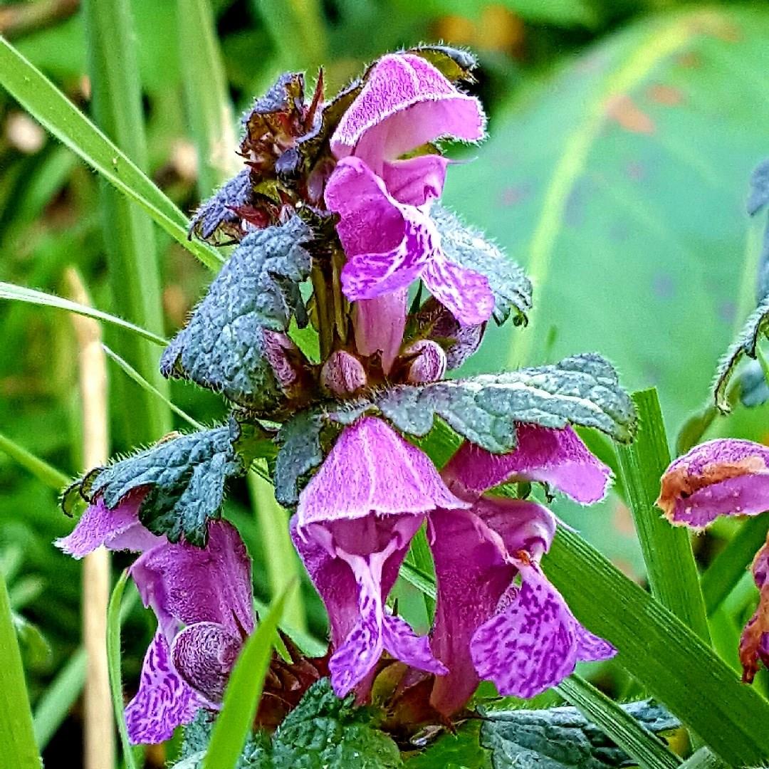 Lamium maculatum Chequers in the GardenTags plant encyclopedia Dead Nettle in the GardenTags plant encyclopedia