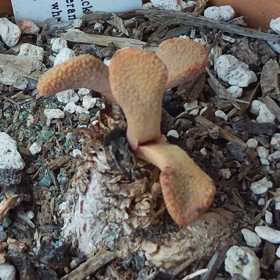 Aloinopsis rosulata in the GardenTags plant encyclopedia Aloinopsis rosulata in the GardenTags plant encyclopedia