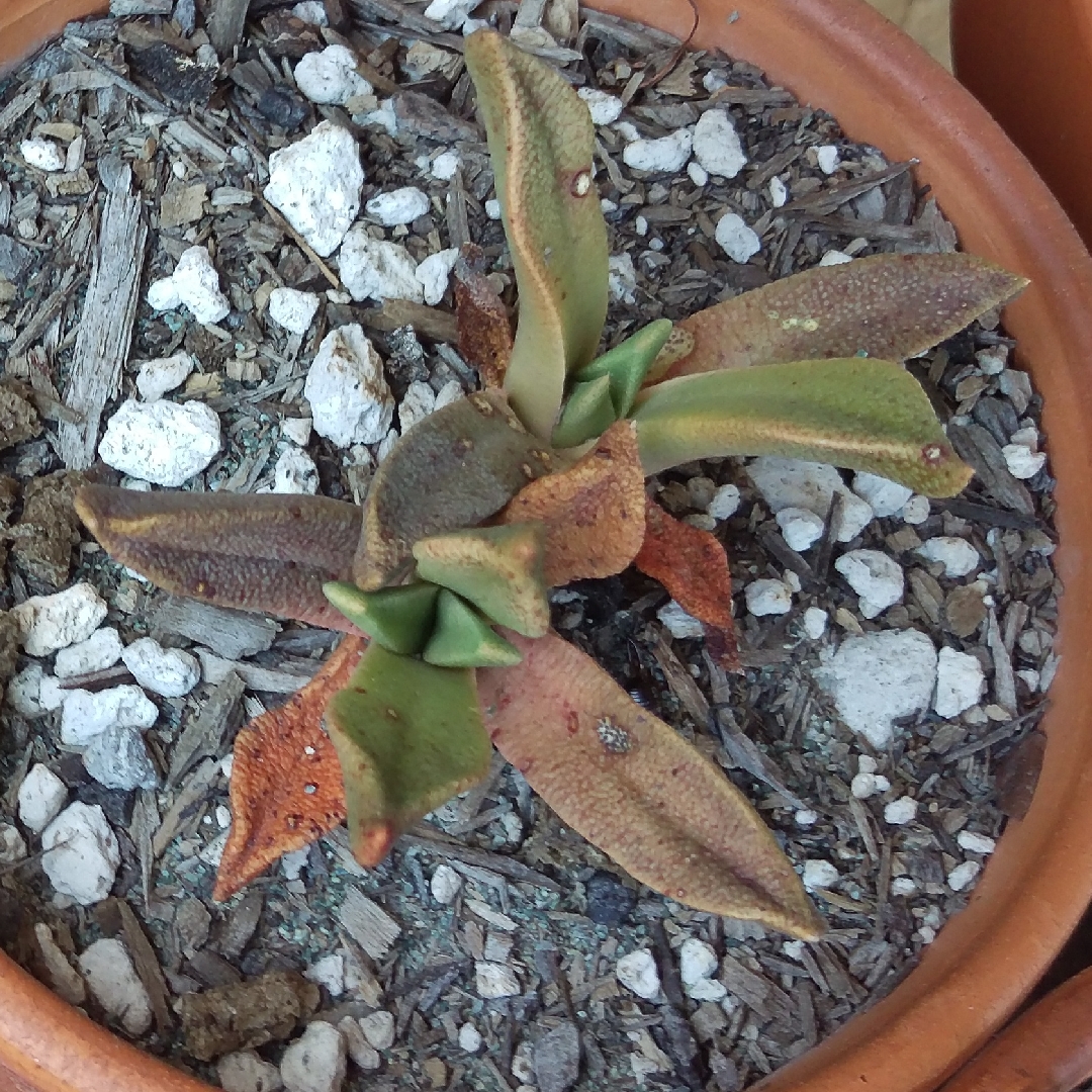 Aloinopsis rubrolineata in the GardenTags plant encyclopedia Aloinopsis rubrolineata in the GardenTags plant encyclopedia