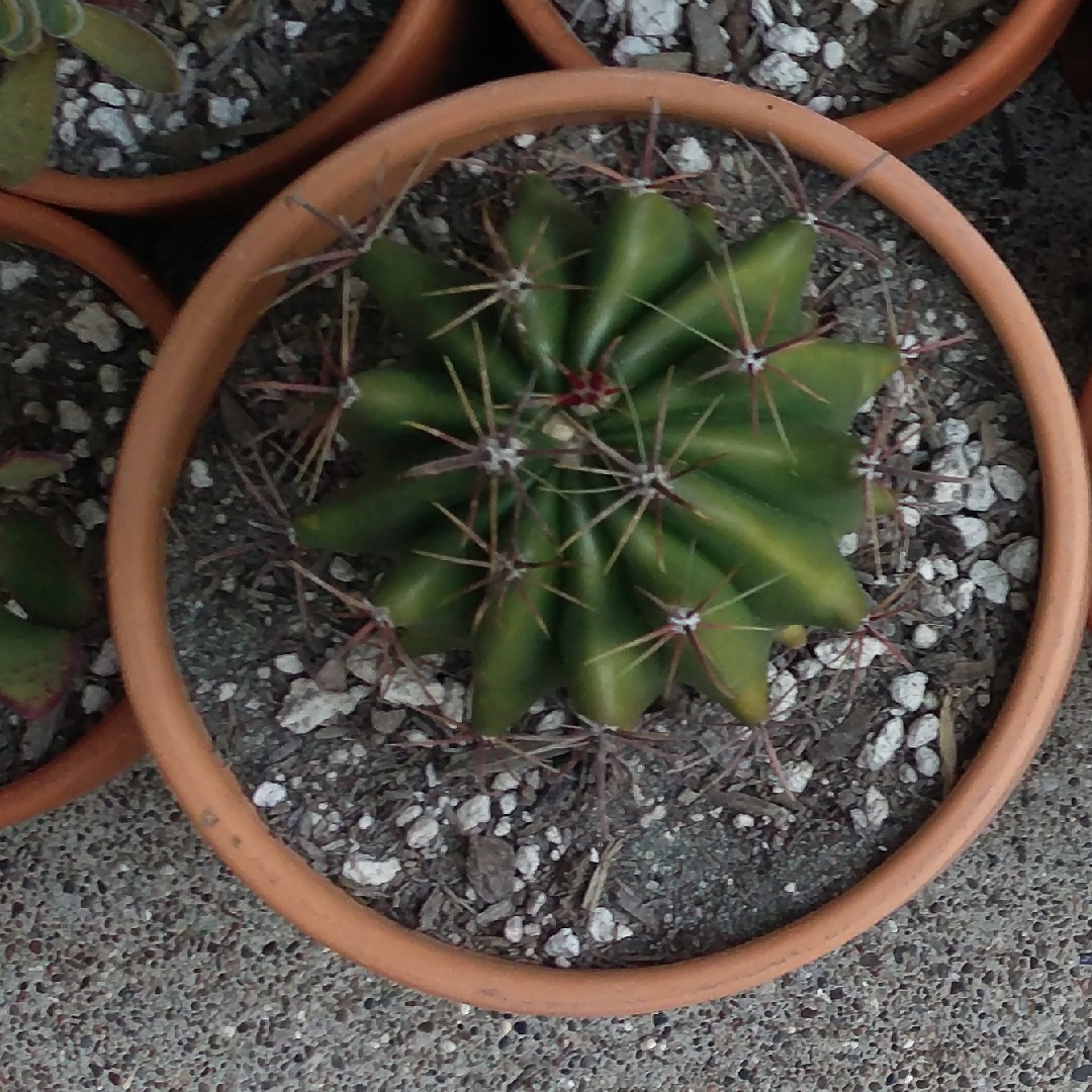 Ferocactus gracilis in the GardenTags plant encyclopedia Fire Barrel Cactus in the GardenTags plant encyclopedia