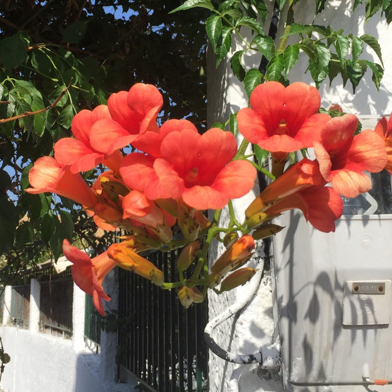 Campsis in the GardenTags plant encyclopedia Trumpet Vine in the GardenTags plant encyclopedia