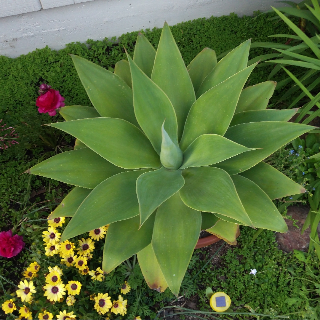 Agave mitis in the GardenTags plant encyclopedia Apple Green Agave in the GardenTags plant encyclopedia