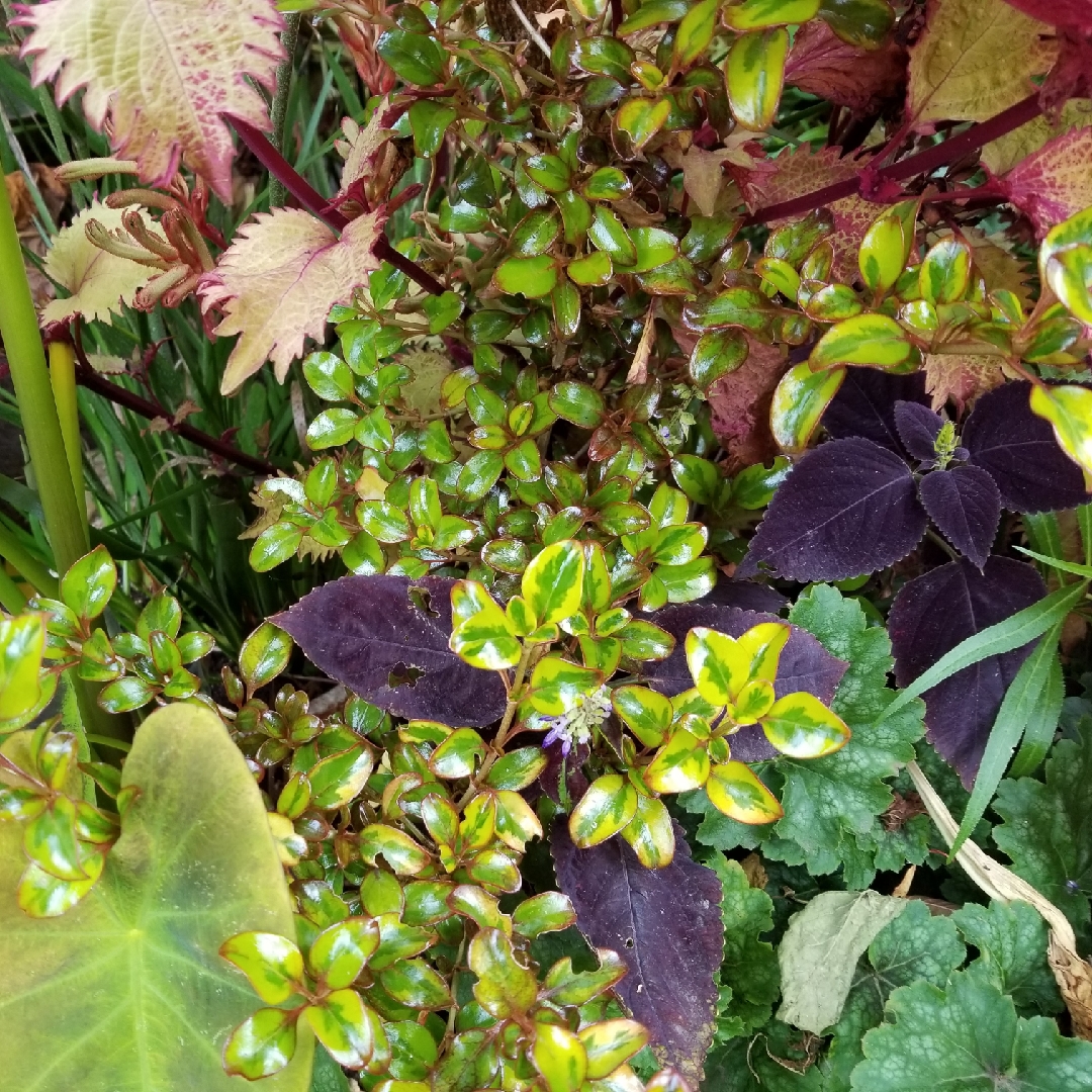 Coprosma repens Tequila Sunrise in the GardenTags plant encyclopedia Looking Glass Plant Tequila Sunrise in the GardenTags plant encyclopedia