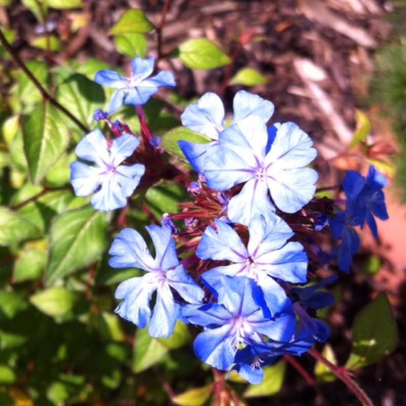 Ceratostigma plumbaginoides syn. plumbago larpentiae in the GardenTags plant encyclopedia Blue Leadwort in the GardenTags plant encyclopedia