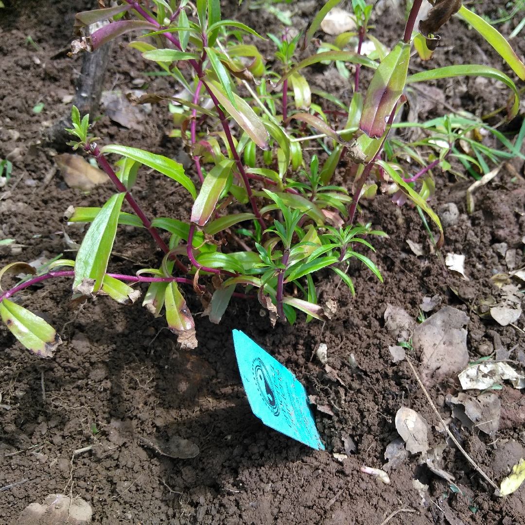 Penstemon x gloxinioides Midnight in the GardenTags plant encyclopedia Beardtongue Midnight in the GardenTags plant encyclopedia