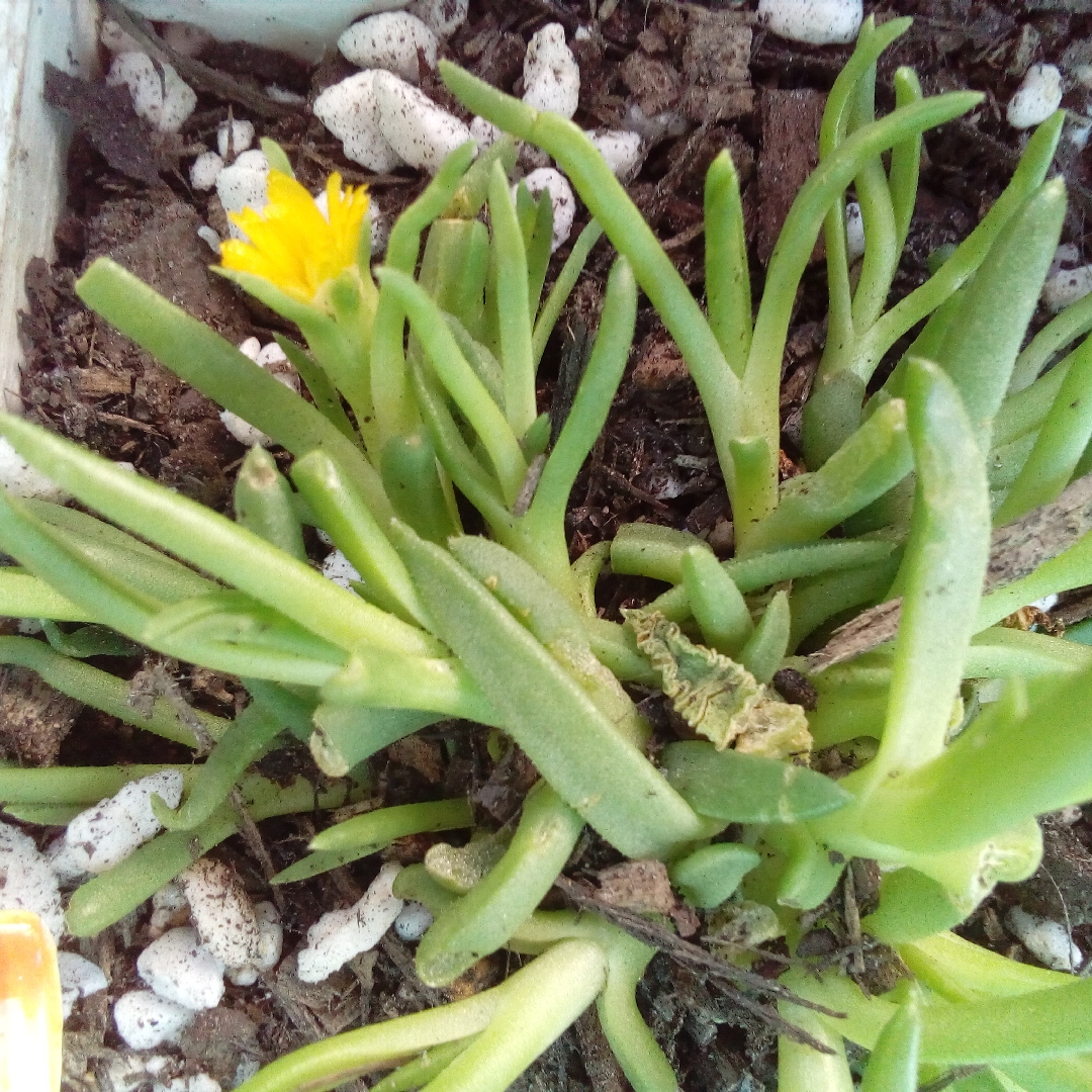 Delosperma sphalmanthoides in the GardenTags plant encyclopedia Tufted Ice Plant in the GardenTags plant encyclopedia