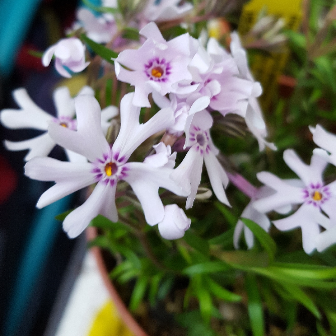 Phlox Bifida Petticoat in the GardenTags plant encyclopedia Sand Phlox Petticoat in the GardenTags plant encyclopedia
