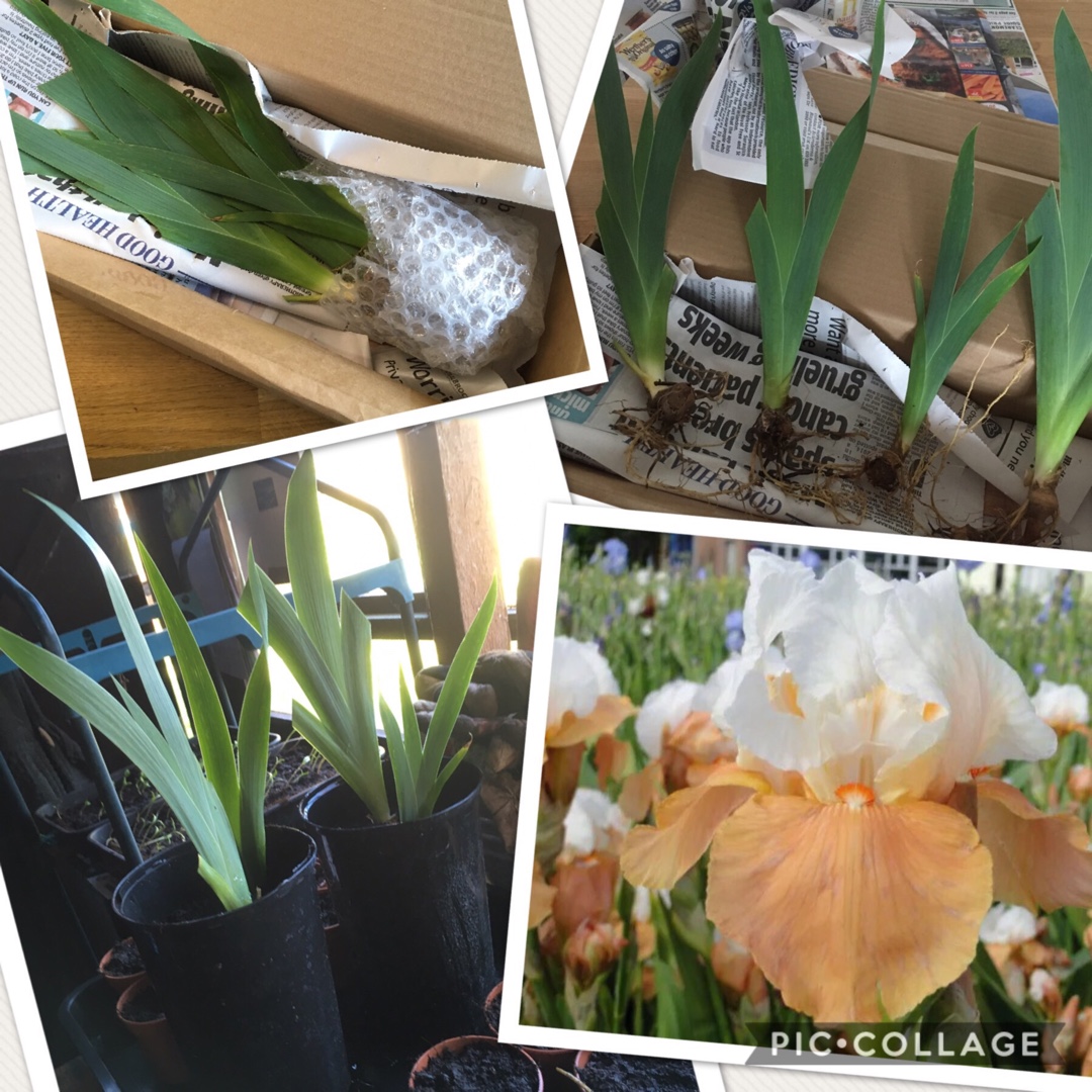Iris x germanica Blazing Sunrise in the GardenTags plant encyclopedia Bearded Iris Blazing Sunrise (Tall) in the GardenTags plant encyclopedia