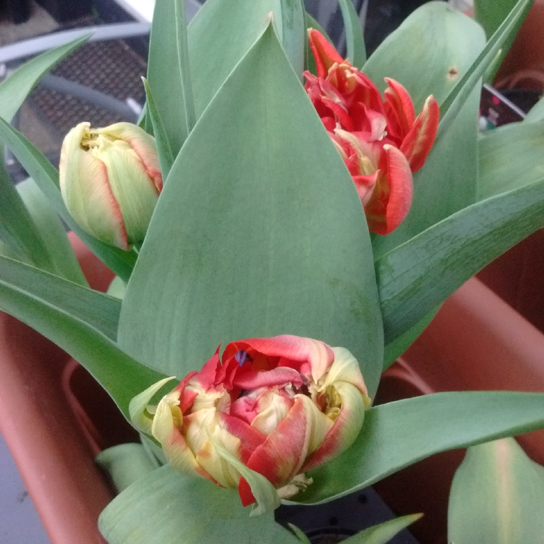 Tulipa Abba in the GardenTags plant encyclopedia Tulip Abba (Double Early) in the GardenTags plant encyclopedia