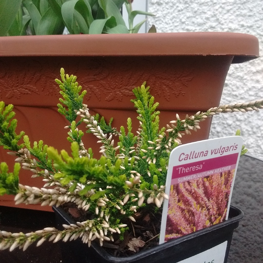Calluna vulgaris Theresa (Garden Girls Series) in the GardenTags plant encyclopedia Common Heather Theresa in the GardenTags plant encyclopedia