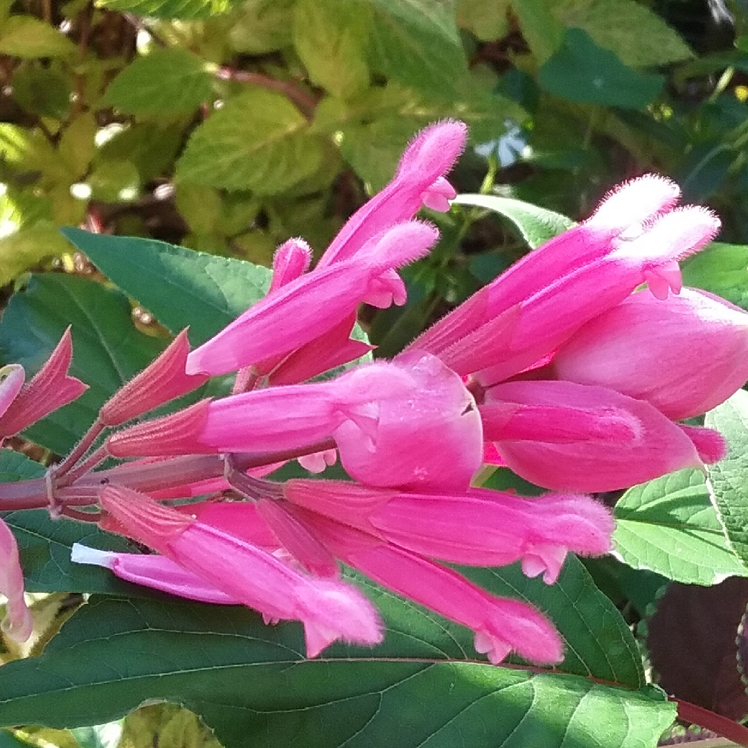 Salvia wagneriana in the GardenTags plant encyclopedia Wagners Sage in the GardenTags plant encyclopedia