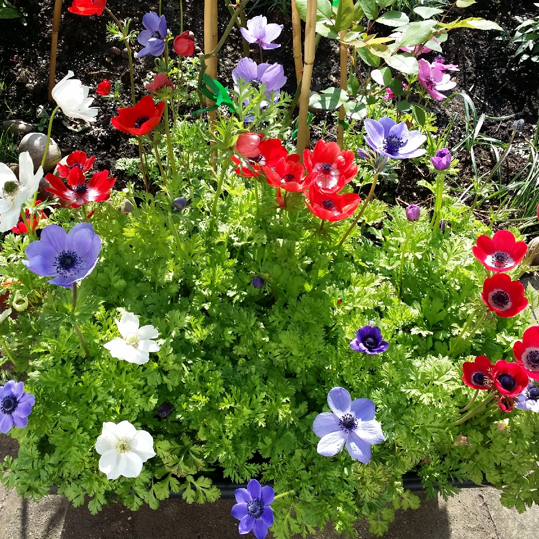 Poppy Flowered Anemone in the GardenTags plant encyclopedia