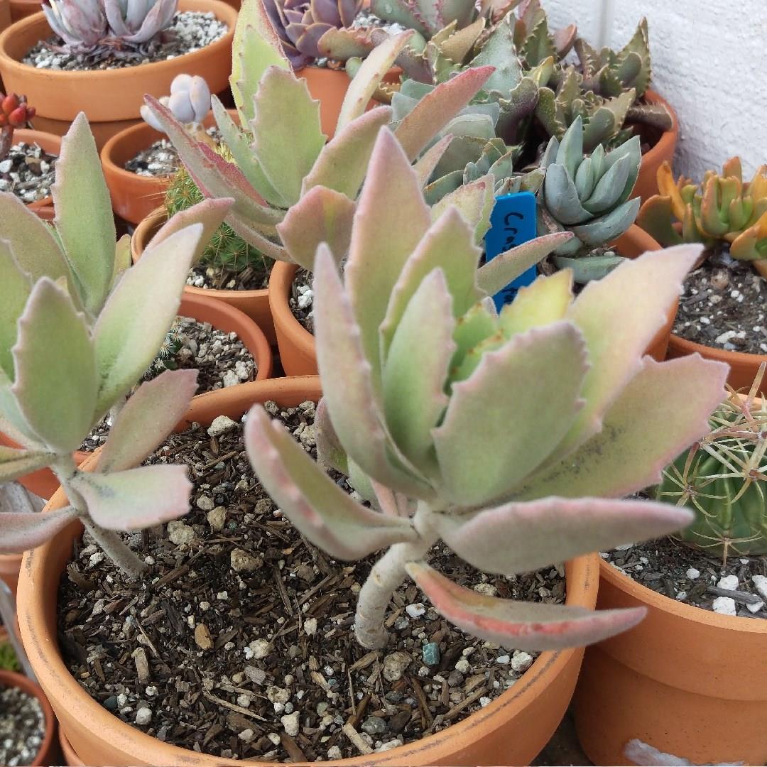 Kalanchoe Beharti in the GardenTags plant encyclopedia