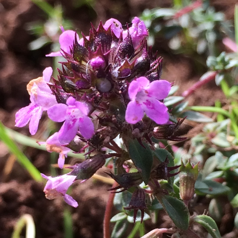 Thymus Herba Barona in the GardenTags plant encyclopedia Caraway Thyme in the GardenTags plant encyclopedia