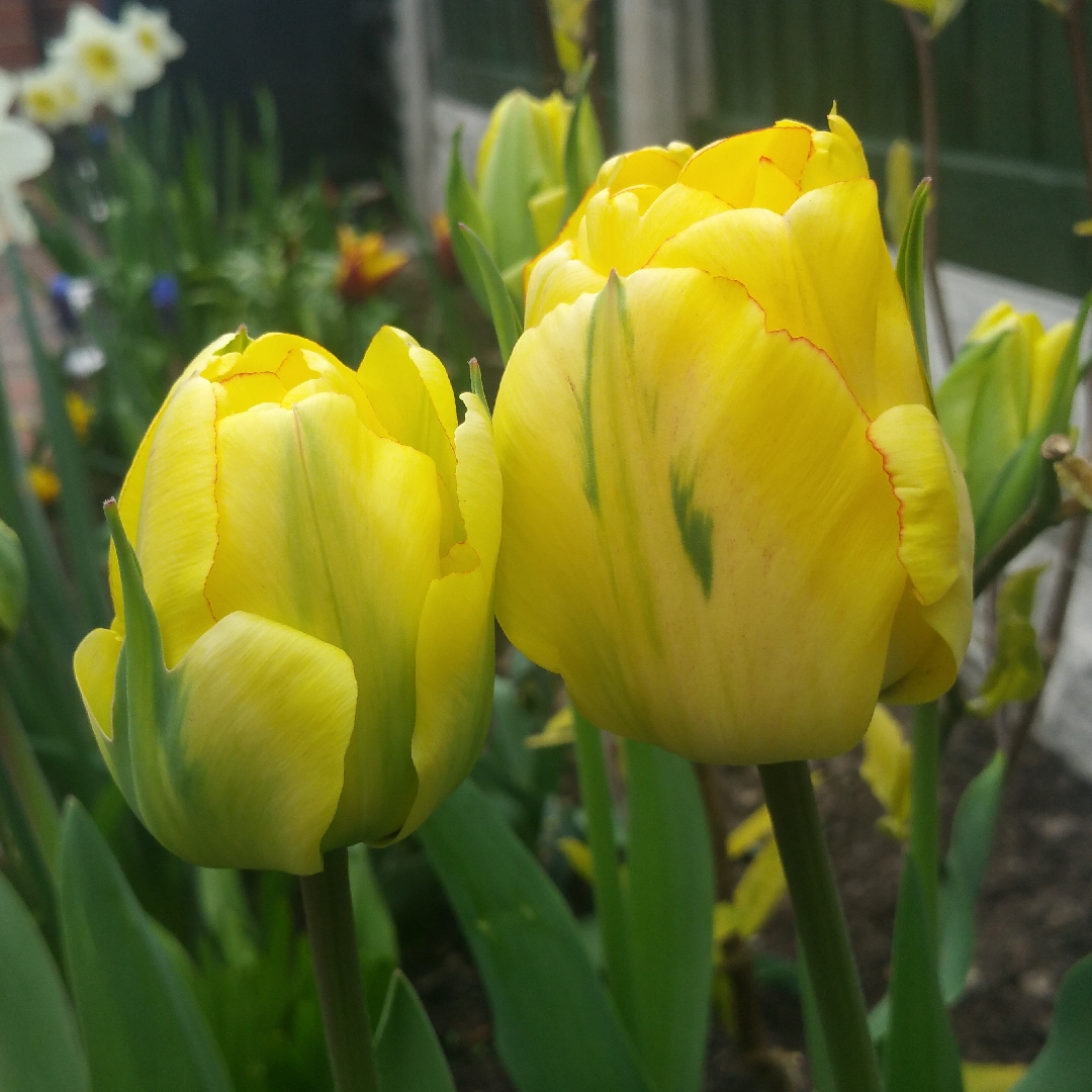 Tulipa Akebono in the GardenTags plant encyclopedia Tulip Akebono (Double Late) in the GardenTags plant encyclopedia