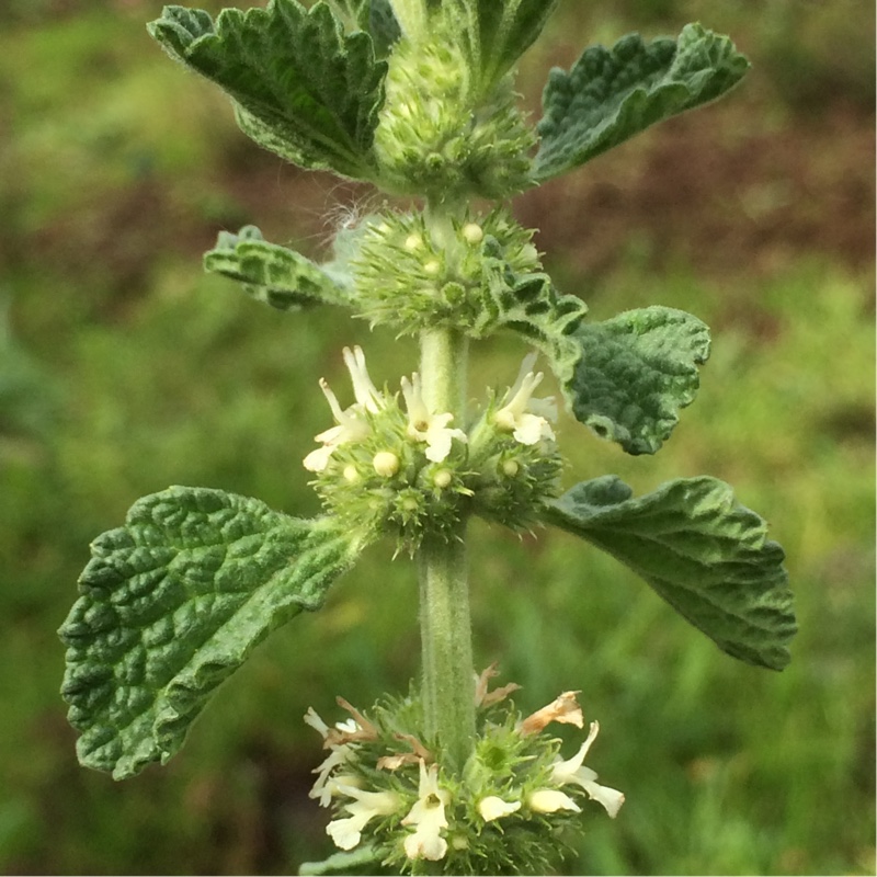 Marrubium vulgare in the GardenTags plant encyclopedia White Horehound in the GardenTags plant encyclopedia