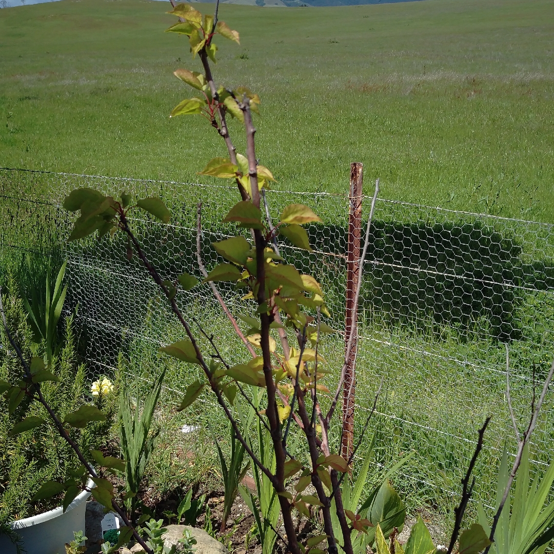 Apricot Tree Blenheim in the GardenTags plant encyclopedia
