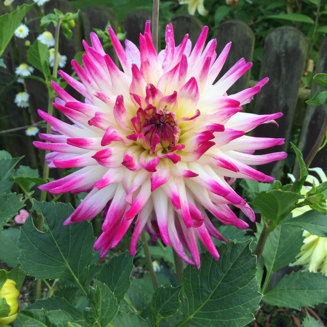 Dahlia Badger Twinkle in the GardenTags plant encyclopedia Dahlia Badger Twinkle (Semi-cactus) in the GardenTags plant encyclopedia