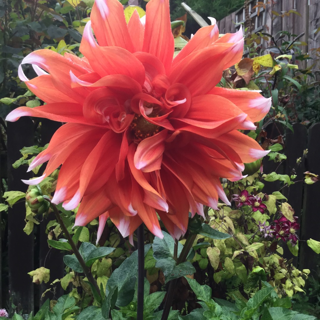 Dahlia Orange Turmoil in the GardenTags plant encyclopedia Dahlia Orange Turmoil in the GardenTags plant encyclopedia