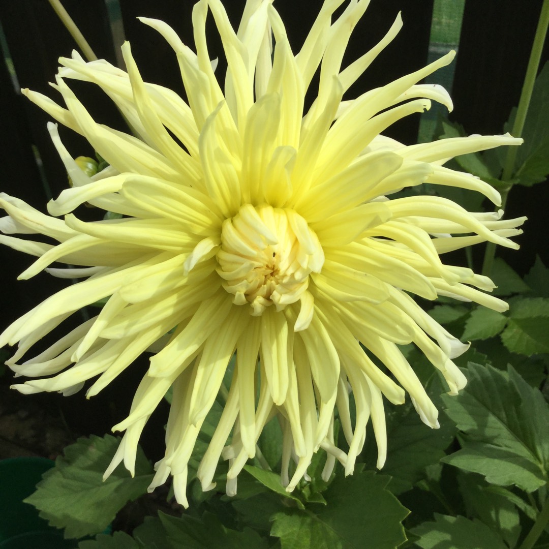 Dahlia Yellow Star (Semi-cactus) in the GardenTags plant encyclopedia