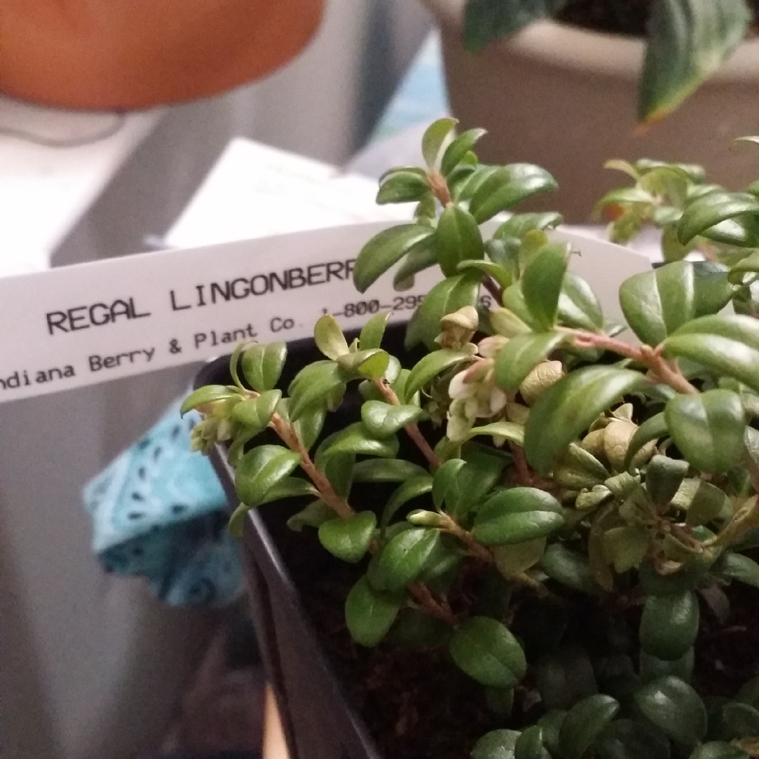 Vaccinium vitis-idaea Regal in the GardenTags plant encyclopedia Lingonberry Regal in the GardenTags plant encyclopedia