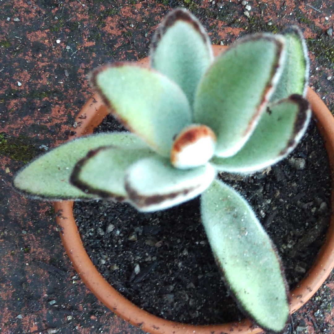 Kalanchoe tomentosa Black Tie in the GardenTags plant encyclopedia Kalanchoe Black Tie in the GardenTags plant encyclopedia