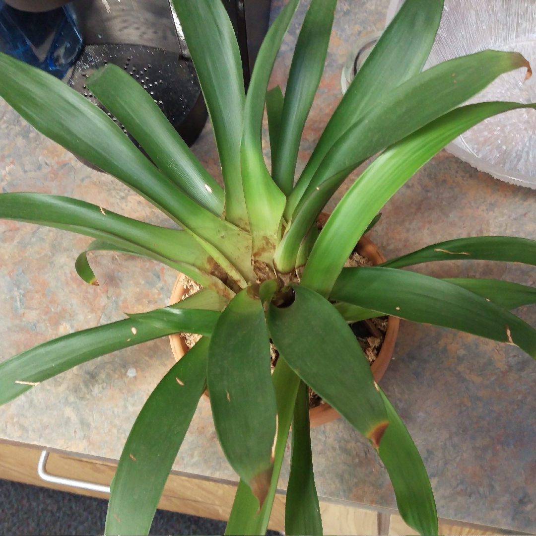 Guzmania lingulata, Scarlet Star in GardenTags plant encyclopedia