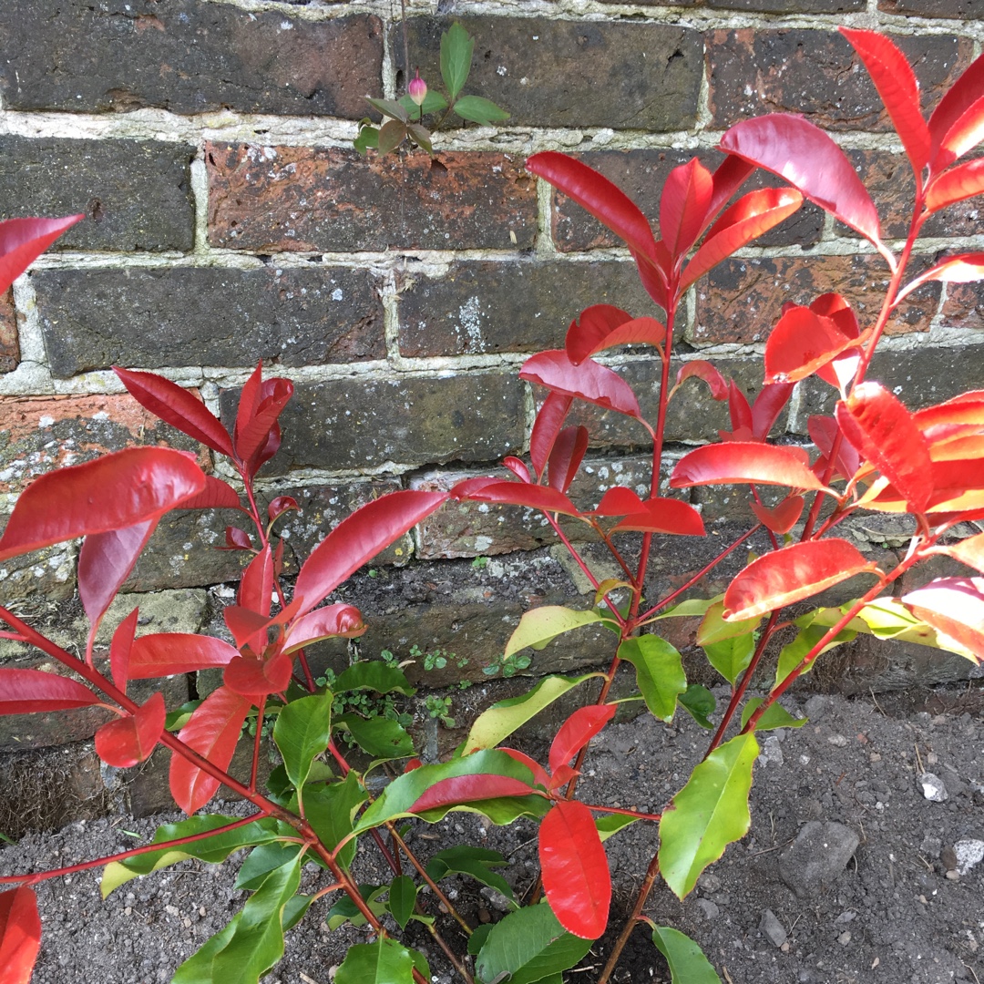 Photinia x fraseri Canivily in the GardenTags plant encyclopedia Photinia Canivily in the GardenTags plant encyclopedia