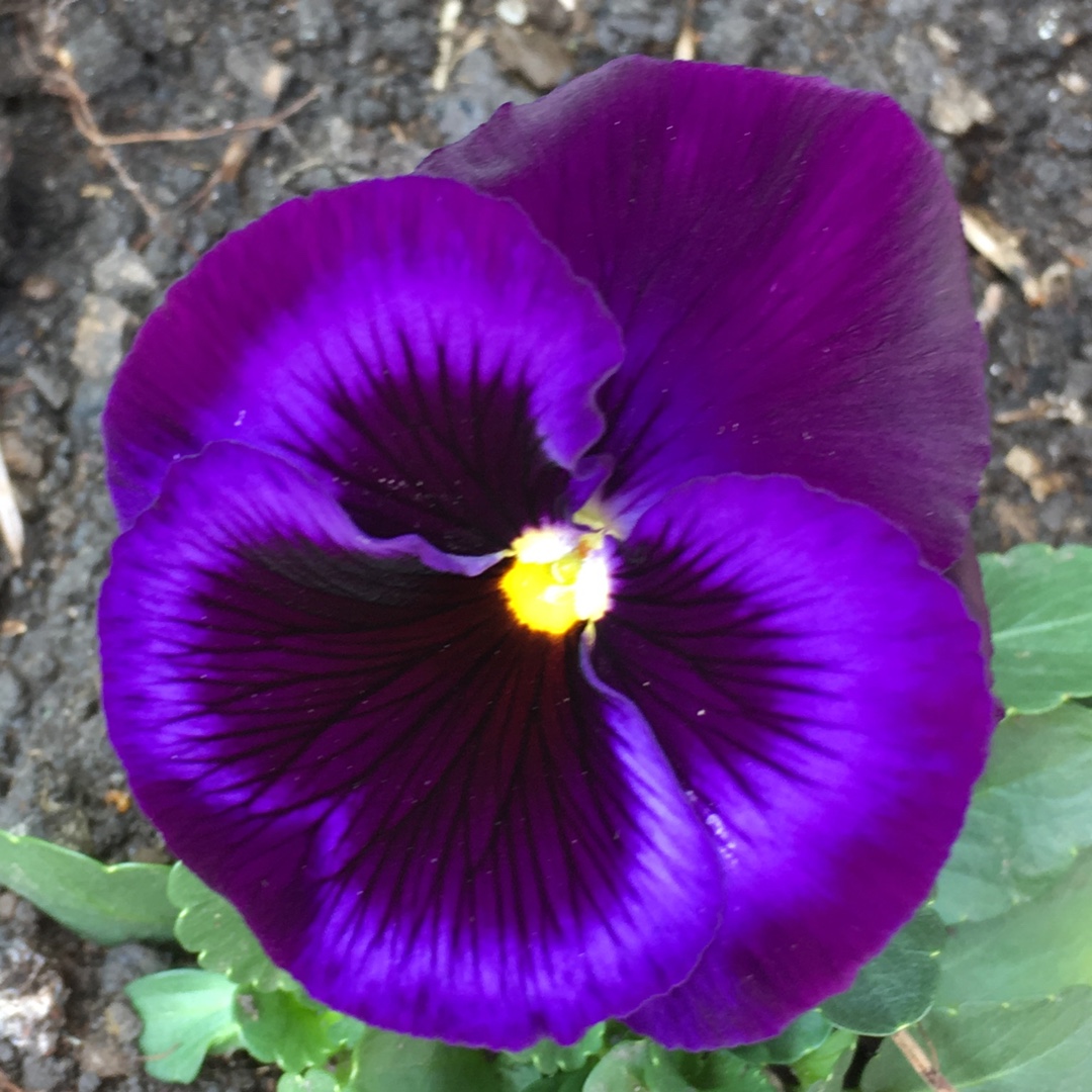 Viola x wittrockiana Colossus Neon Violet in the GardenTags plant encyclopedia Pansy Neon Violet in the GardenTags plant encyclopedia
