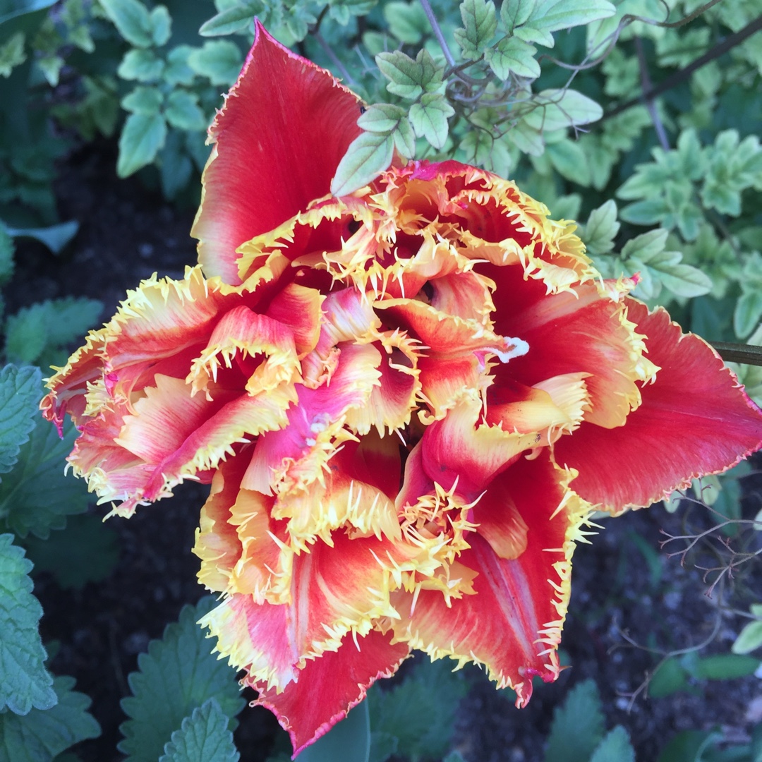 Tulip Gold Dust (Fringed) in the GardenTags plant encyclopedia