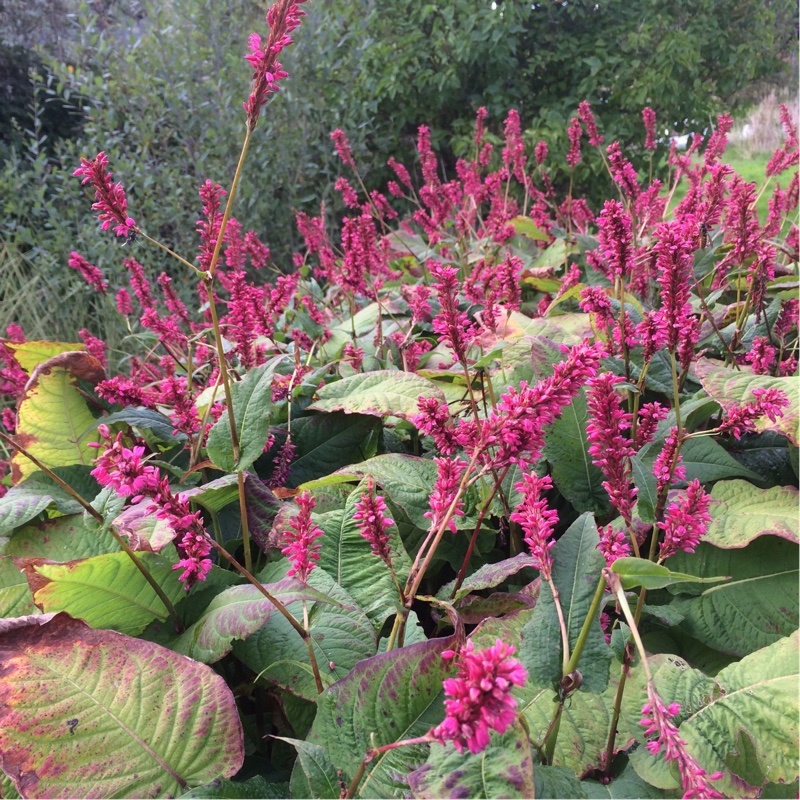 Persicaria amplexicaulis Firetail syn. Polygonum amplexicaule Fire Tail in the GardenTags plant encyclopedia Red Bistort in the GardenTags plant encyclopedia
