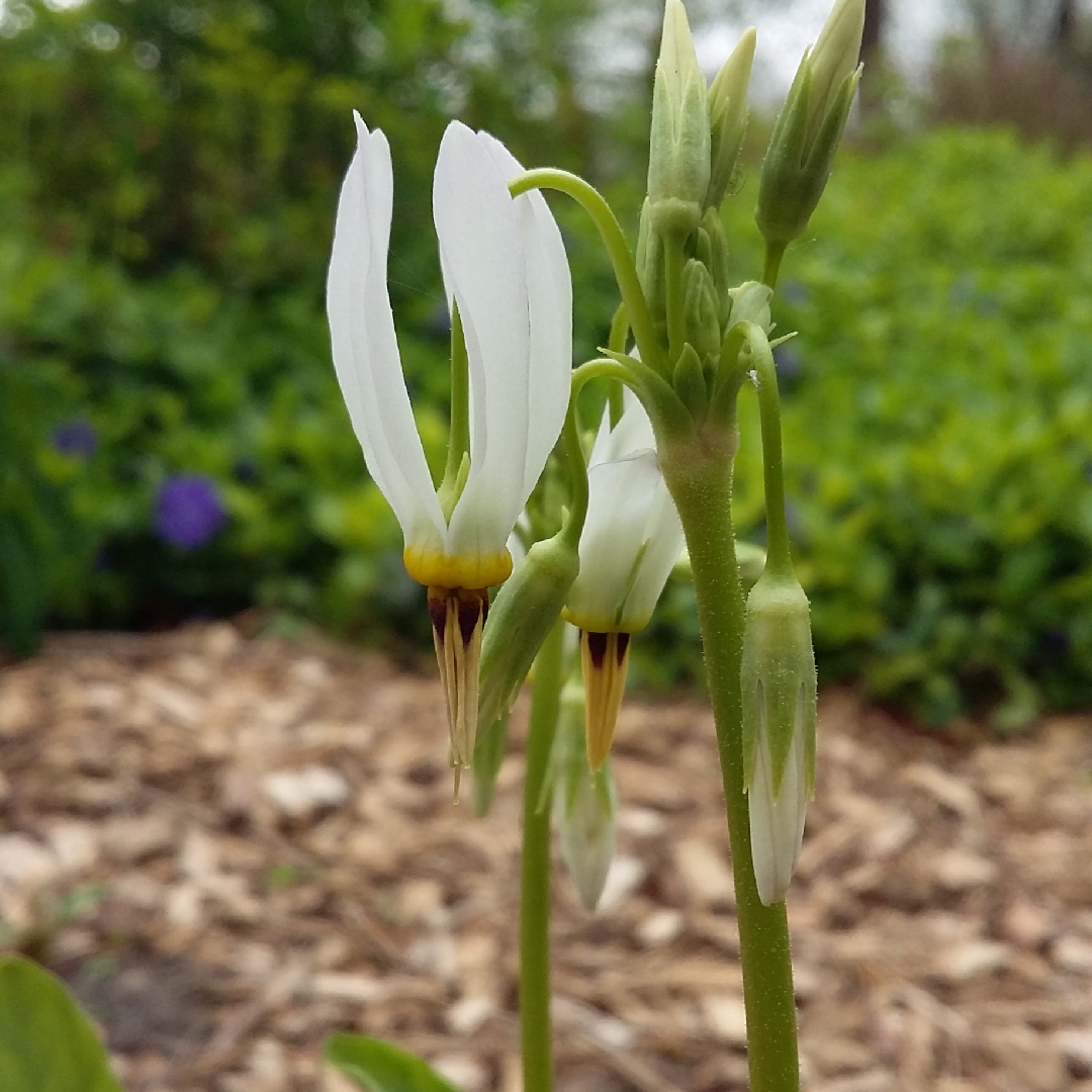 Dodecatheon meadia Album syn. Dodecatheon meadia Albiflorum in the GardenTags plant encyclopedia White-flowered American cowslip in the GardenTags plant encyclopedia