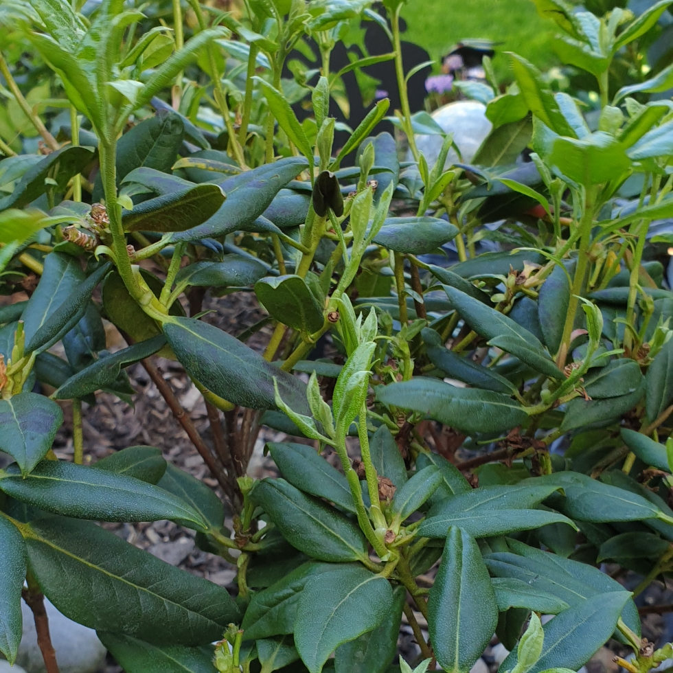 Rhododendron Egret in the GardenTags plant encyclopedia Dwarf Rhododendron Egret in the GardenTags plant encyclopedia