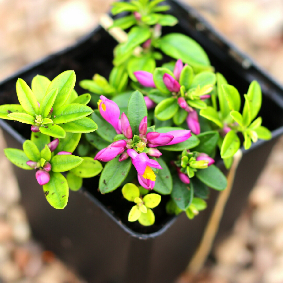 Polygala chamaebuxus grandiflora Purple Passion in the GardenTags plant encyclopedia Milkwort Purple Passion in the GardenTags plant encyclopedia