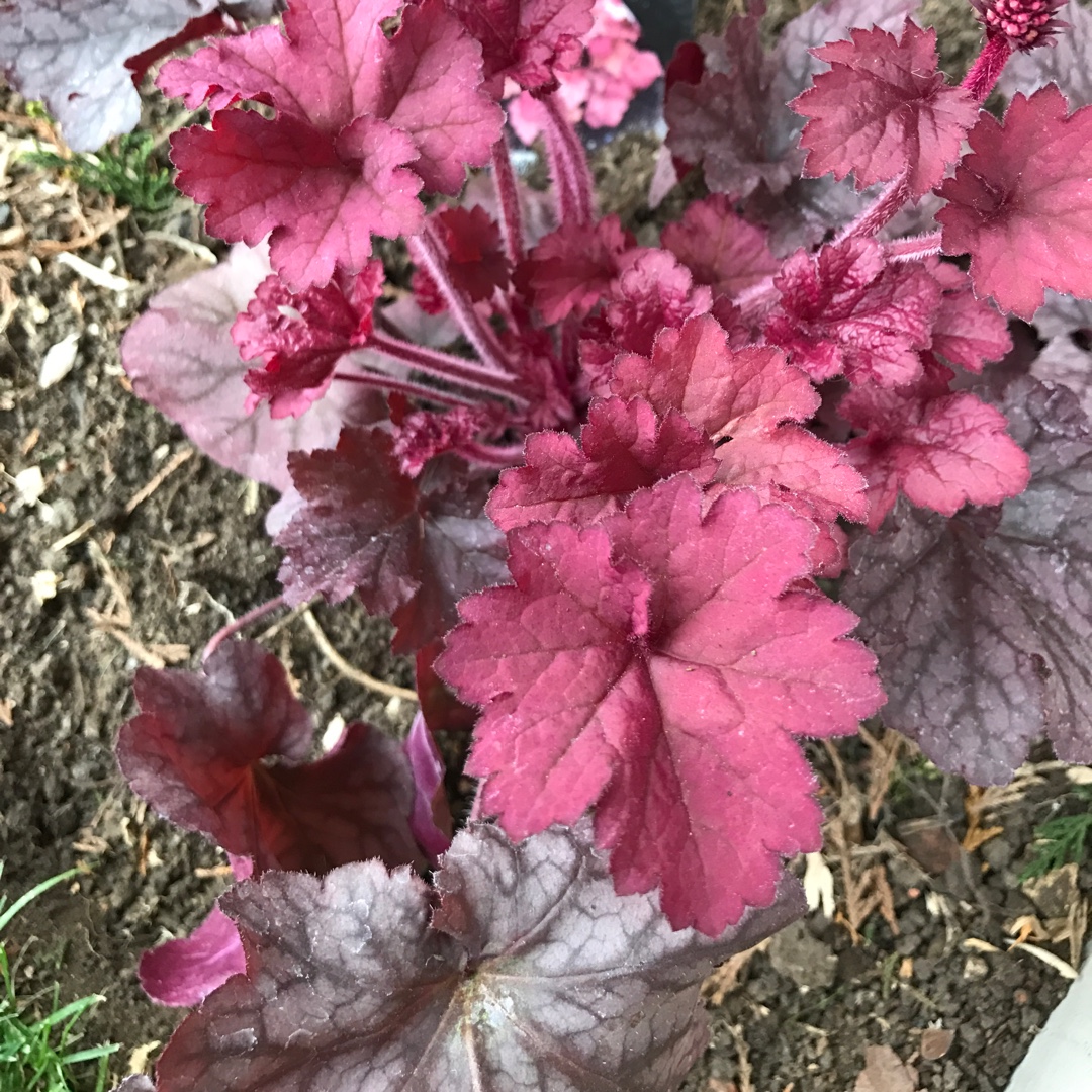 Heuchera Coralberry (Indian Summer Series) in the GardenTags plant encyclopedia Alumroot Coralberry in the GardenTags plant encyclopedia