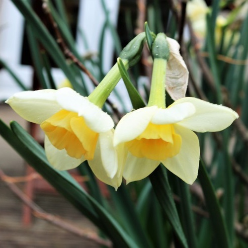 Narcissus Sweet Love in the GardenTags plant encyclopedia Daffodil Sweet Love (Jonquilla) in the GardenTags plant encyclopedia