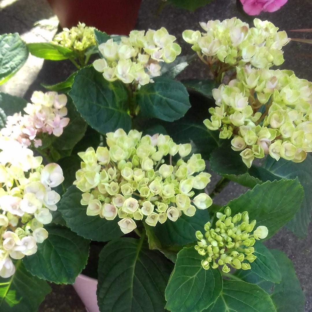 Hydrangea Fantasy Zinc in the GardenTags plant encyclopedia Hydrangea Fantasy Zinc in the GardenTags plant encyclopedia