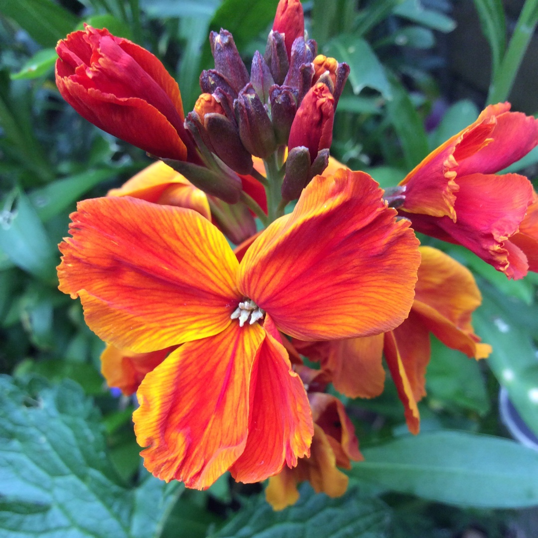 Erysimum cheiri Tom Thumb Mix in the GardenTags plant encyclopedia Wallflower Tom Thumb Mix in the GardenTags plant encyclopedia