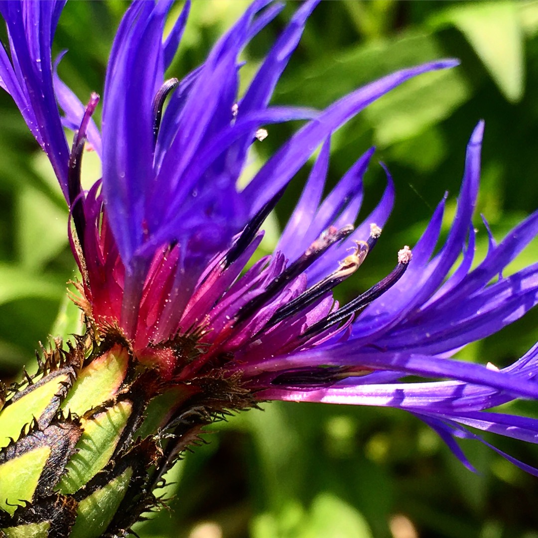 Perennial Cornflower in the GardenTags plant encyclopedia