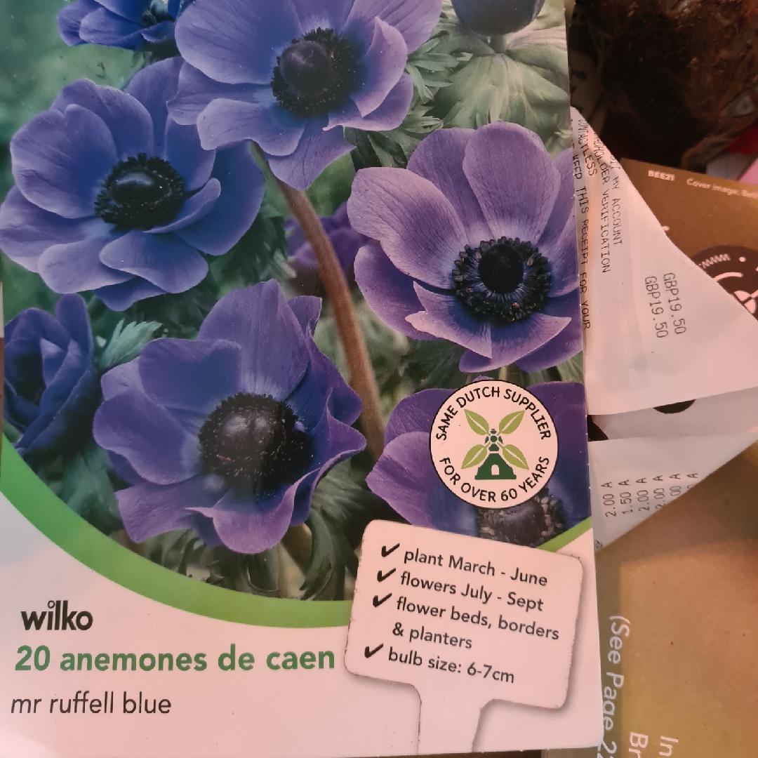 Anemone coronaria Mr Ruffell in the GardenTags plant encyclopedia Poppy Flowered Anemone Mr Ruffell in the GardenTags plant encyclopedia