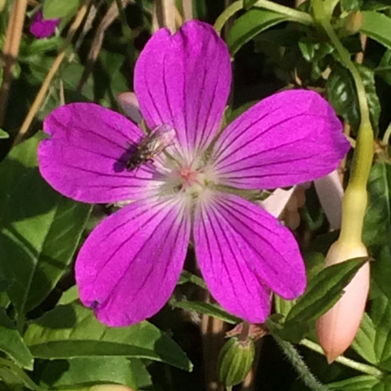 Geranium palustre in the GardenTags plant encyclopedia Marsh Cranes-bill in the GardenTags plant encyclopedia